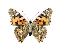 Attēlu rezultāti vaicājumam “Vanessa cardui”