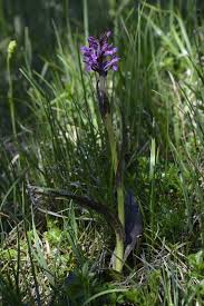 Attēlu rezultāti vaicājumam “Dactylorhiza cruenta flower”