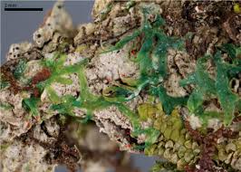 Attēlu rezultāti vaicājumam “Nowellia curvifolia sporophyte”