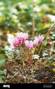 Attēlu rezultāti vaicājumam “Cyclamen hederifolium”