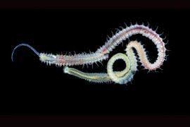 Image result for Dermatolepis inermis