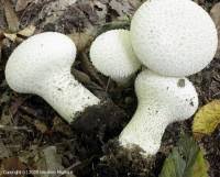 Attēlu rezultāti vaicājumam “Calvatia excipuliformis”