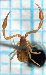 Attēlu rezultāti vaicājumam “Chelifer cancroides”