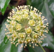 Attēlu rezultāti vaicājumam “Hedera helix  flower”