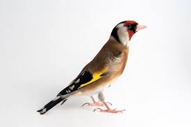 Attēlu rezultāti vaicājumam “Carduelis carduelis adult”