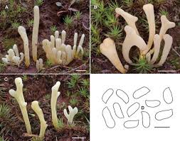 Attēlu rezultāti vaicājumam “Clavaria sphagnicola”
