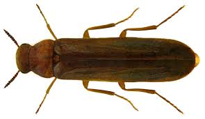 Attēlu rezultāti vaicājumam “Hylecoetus dermestoides male”