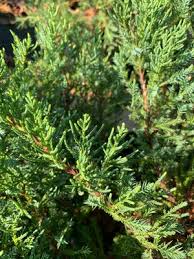 Attēlu rezultāti vaicājumam “Juniperus chinensis”