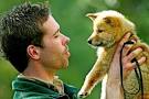 Wellington Zoo dingo will always be wild at heart ... - 3966703