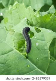 Attēlu rezultāti vaicājumam “Mellicta athalia larva”