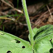 Attēlu rezultāti vaicājumam “Stemonitis pallida var. rubescens stalked”