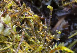 Attēlu rezultāti vaicājumam “Hamatocaulis vernicosus”