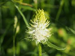 Attēlu rezultāti vaicājumam “Phyteuma spicatum”