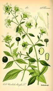 Attēlu rezultāti vaicājumam “Silene baccifera fruit”