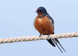 Attēlu rezultāti vaicājumam “Hirundo rustica adult”