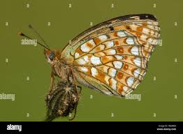 Attēlu rezultāti vaicājumam “Argynnis niobe underside”