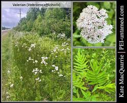 Attēlu rezultāti vaicājumam “Valeriana officinalis flower”