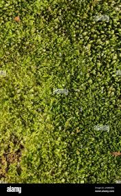 Attēlu rezultāti vaicājumam “Gymnocolea inflata”