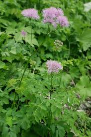 Attēlu rezultāti vaicājumam “Thalictrum aquilegifolium leaf”