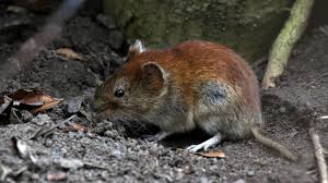 Attēlu rezultāti vaicājumam “Myodes glareolus”