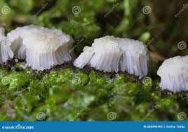 Attēlu rezultāti vaicājumam “Stemonitis fusca”