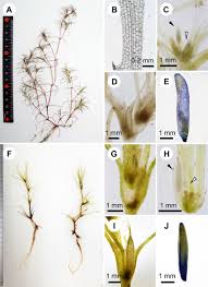 Attēlu rezultāti vaicājumam “Najas minor leaf”