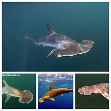 Image result for Sphyrna media