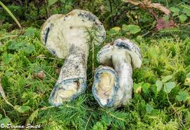 Attēlu rezultāti vaicājumam “Gyroporus cyanescens”