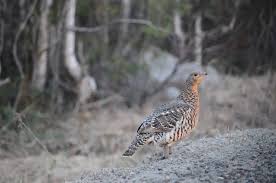 Attēlu rezultāti vaicājumam “Tetrao urogallus male”