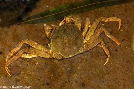 Image result for Eriocheir sinensis