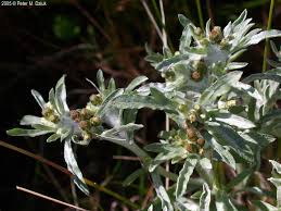 Attēlu rezultāti vaicājumam “Gnaphalium sylvaticum flower”