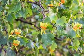 Attēlu rezultāti vaicājumam “Liriodendron tulipifera”