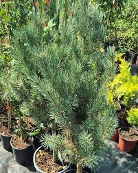 Attēlu rezultāti vaicājumam “Pinus sylvestris var. borussica”