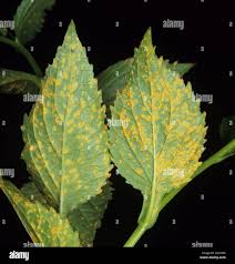 Attēlu rezultāti vaicājumam “Coleosporium sp.”