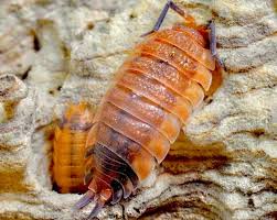 Attēlu rezultāti vaicājumam “Porcellio scaber”