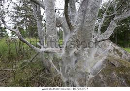 Attēlu rezultāti vaicājumam “Yponomeuta evonymella larva”