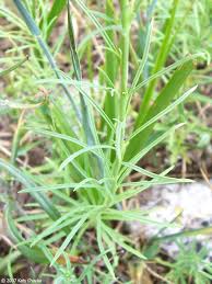 Attēlu rezultāti vaicājumam “Linaria vulgaris bud”