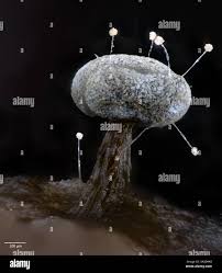 Attēlu rezultāti vaicājumam “Physarum bivalve sessile”