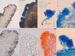 Attēlu rezultāti vaicājumam “Torrubiella arachnophila”