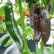 Afbeeldingsresultaat voor aji panca hot pepper