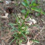 Attēlu rezultāti vaicājumam “Thesium ebracteatum leaf”