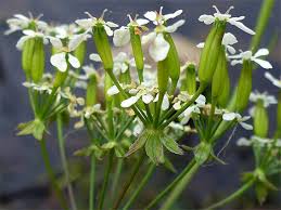 Attēlu rezultāti vaicājumam “Anthriscus sylvestris fruit”