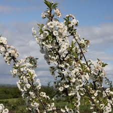 Attēlu rezultāti vaicājumam “Cerasus flower”