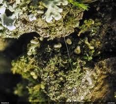 Attēlu rezultāti vaicājumam “Diderma montanum”