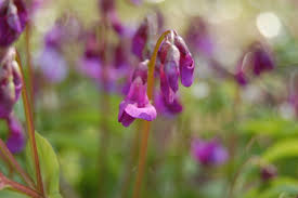 Attēlu rezultāti vaicājumam “Lathyrus vernus flower”