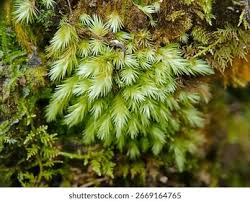 Attēlu rezultāti vaicājumam “Hypnum jutlandicum”