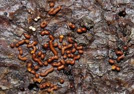 Attēlu rezultāti vaicājumam “Trichiaceae, Hemitrichiaceae, Arcyriaceae”