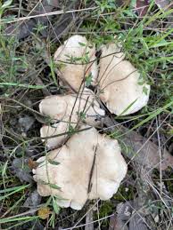 Attēlu rezultāti vaicājumam “Clitocybe nebularis”