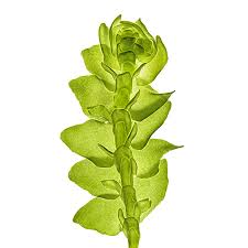 Attēlu rezultāti vaicājumam “Porella cordaeana”