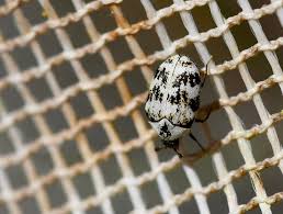 Attēlu rezultāti vaicājumam “Anthrenus scrophulariae”